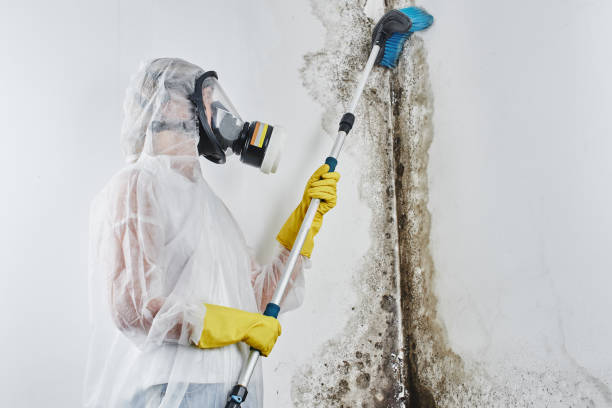 Best Water Damage & Mold Remediation  in Wayne, WV