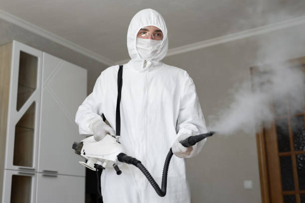 Best Basement Mold Removal  in Wayne, WV